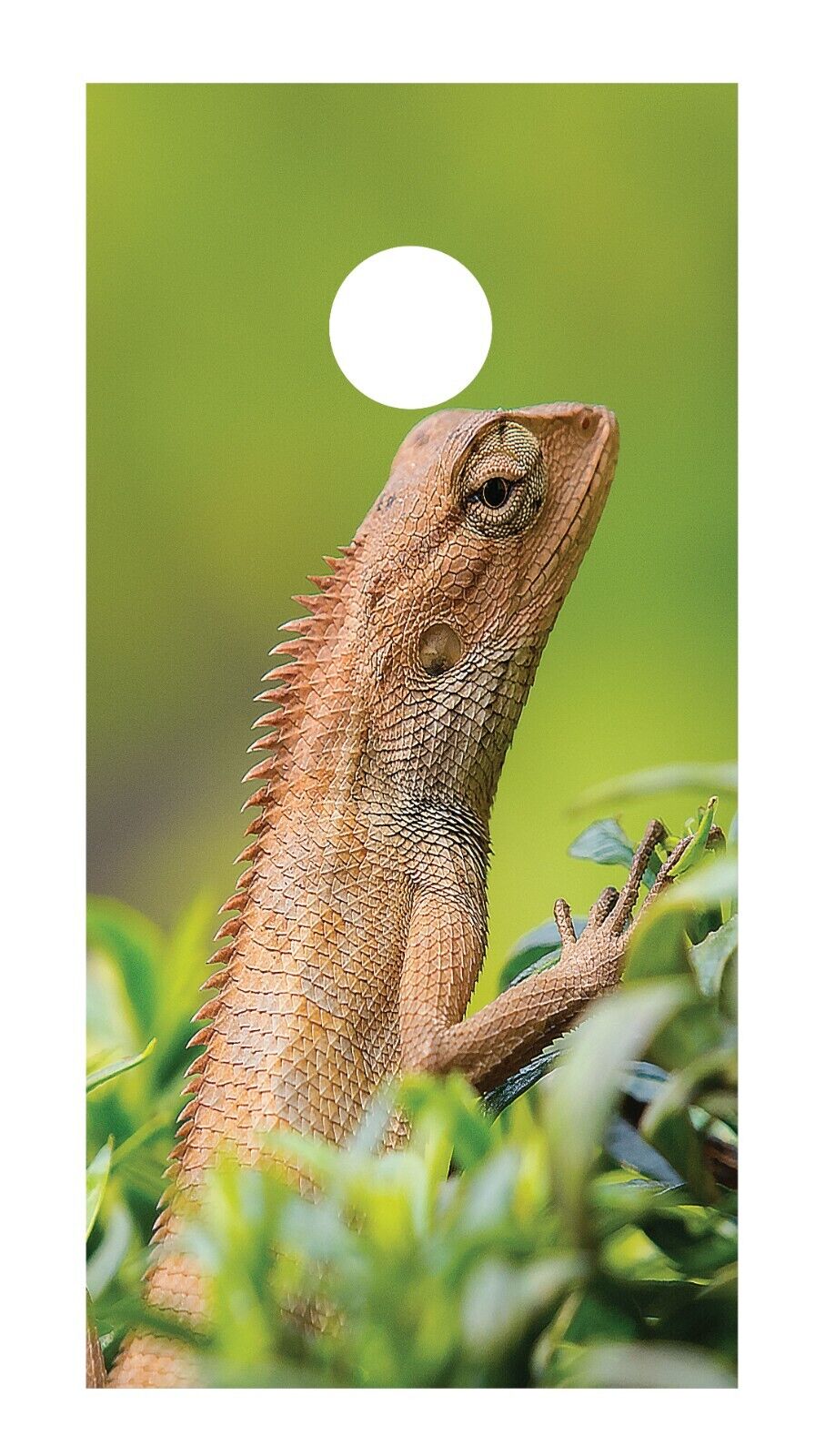 Corn Hole Board Wrap - Iguana Set Cornhole