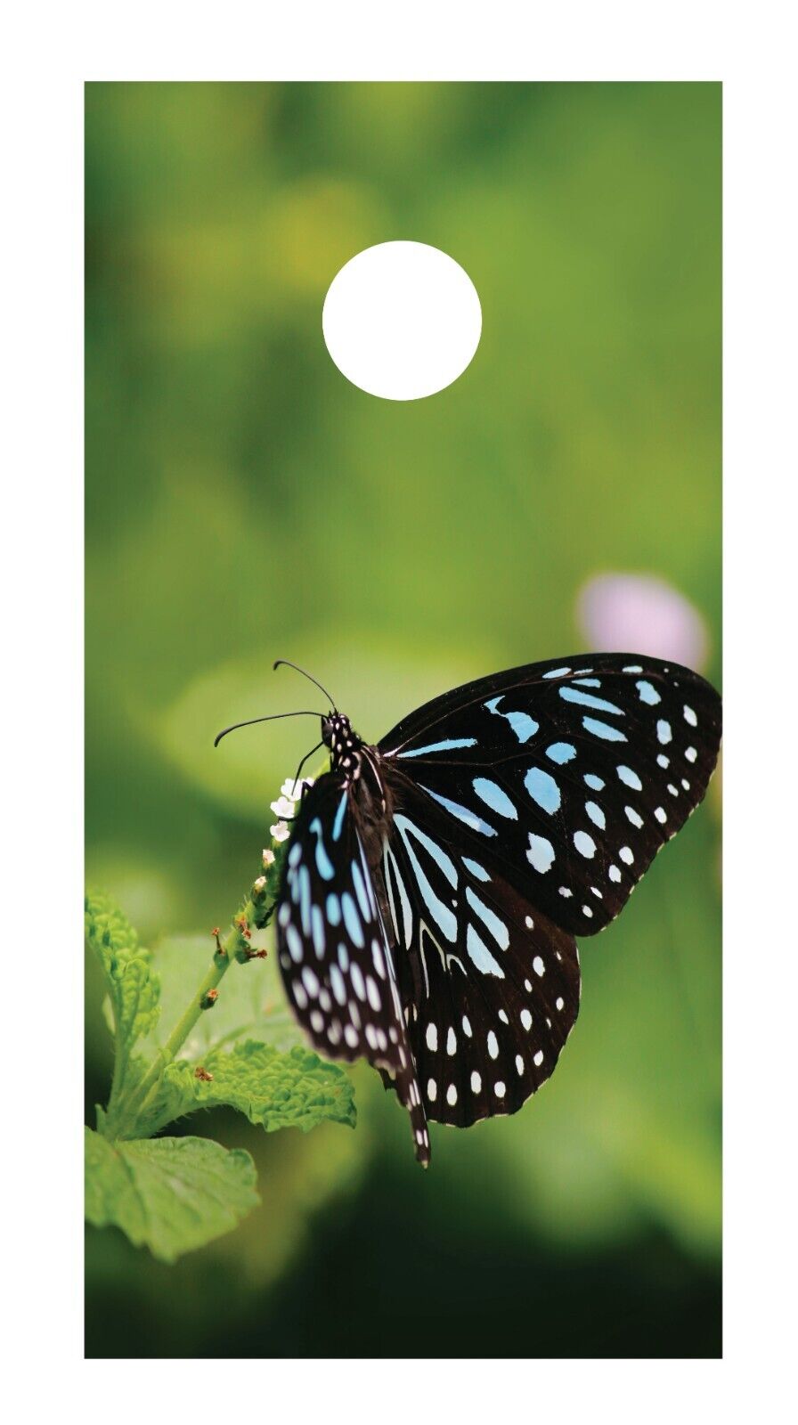 Corn Hole Board Wrap - Butterfly Set Cornhole