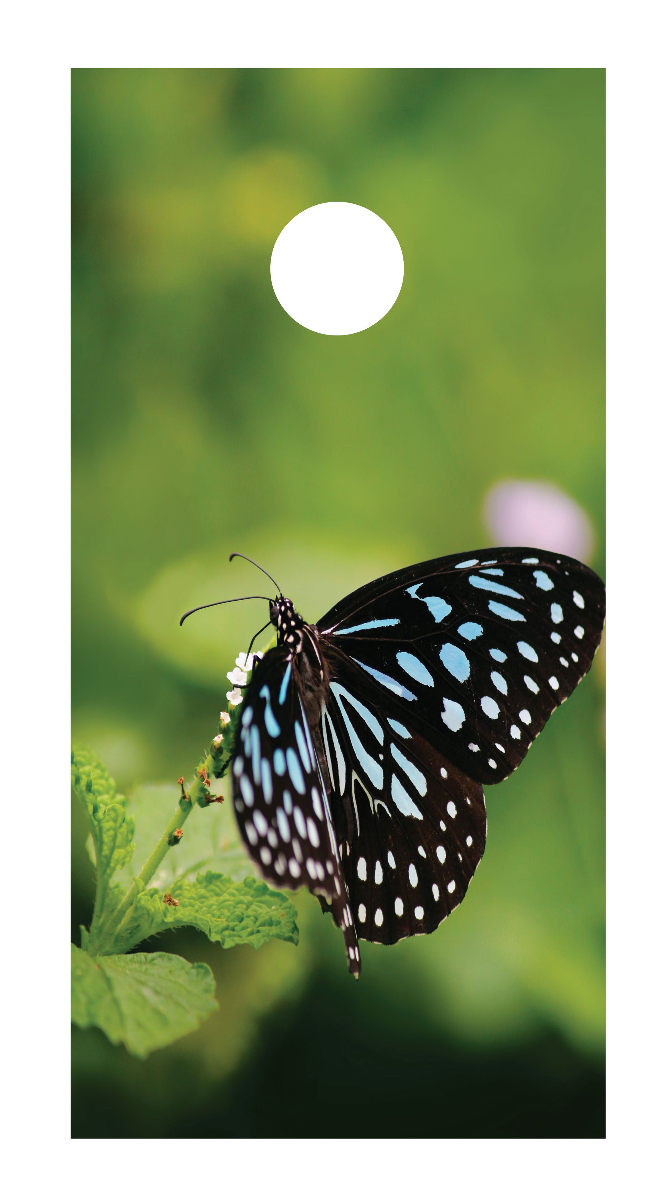 Butterfly Cornhole Board Skins (Pair) D2