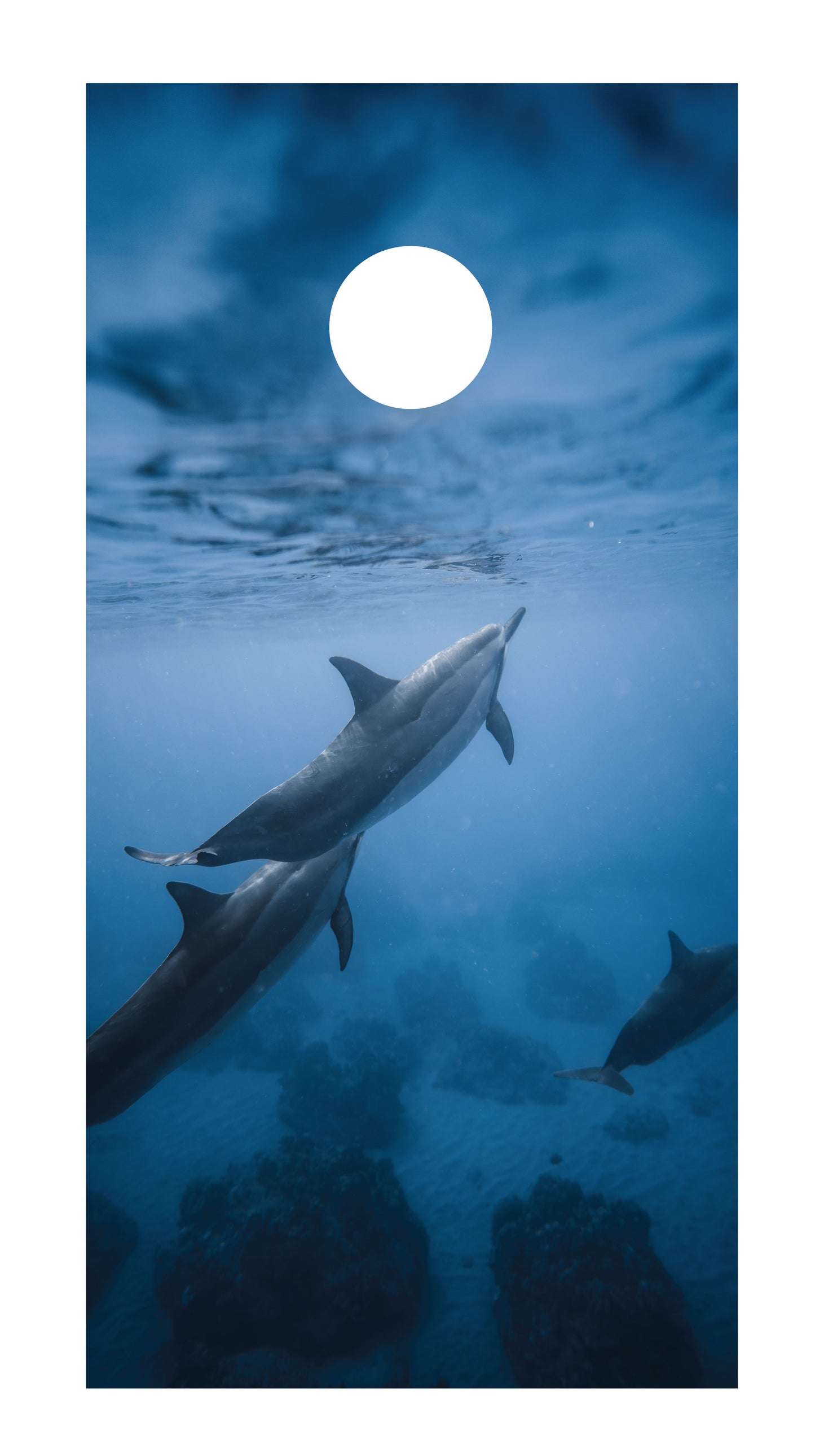 Dolphin Cornhole Board Skins (Pair) D2